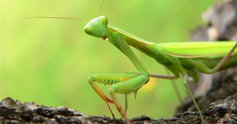 Bọ ngựa săn mồi trên cành cây