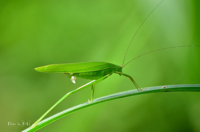 Muồm muỗm trên lá cây