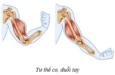 Cơ chế đòn bẩy của hệ vận động