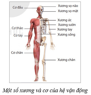 Cấu tạo bộ xương người