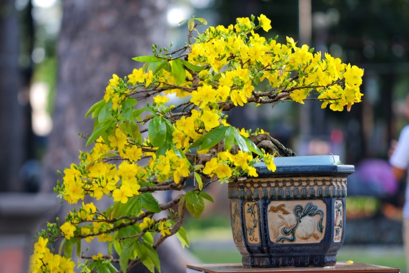 chậu bonsai hoa mai đẹp