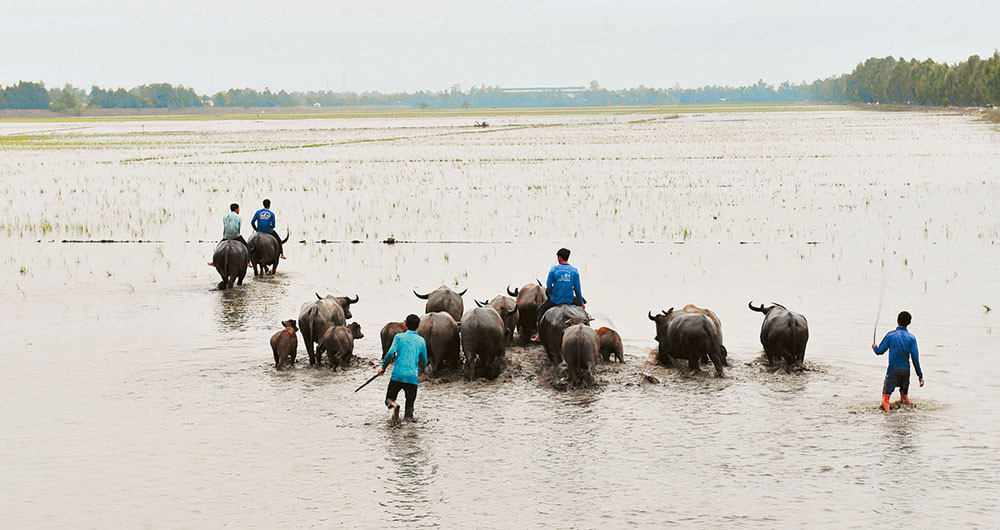 Cảnh con trâu đang ăn cỏ trên đồng